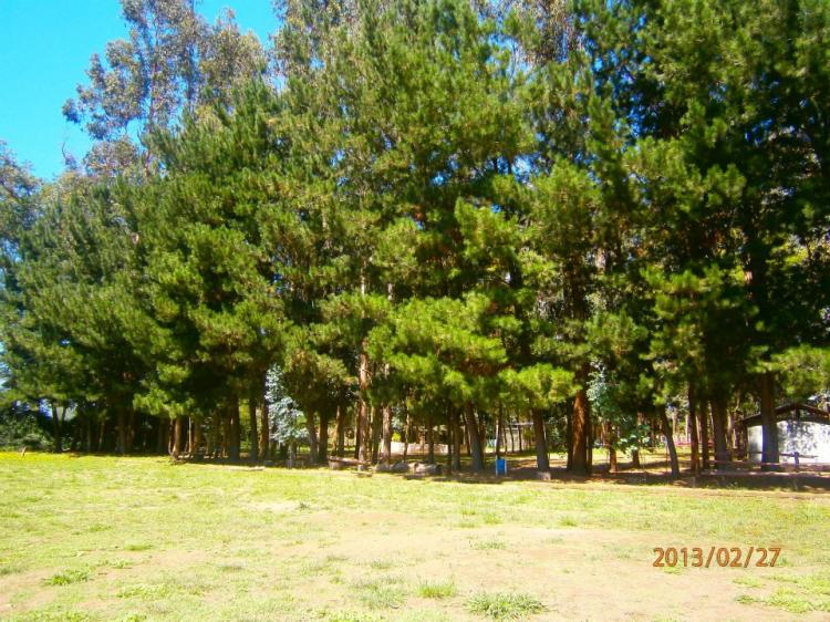 Fotografía 8 de Camping Achiquegueno en Linares, Maule