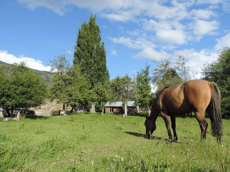 Camping y refugio la Araucaria patagona en Cochrane, Aysen