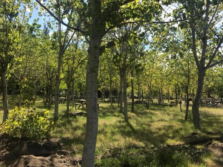 Fotografía 6 de Camping y Cabañas El Campeón en Los Angeles, Bio Bio