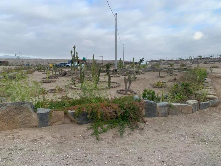 Jardín con cactus y suculentas dentro del camping