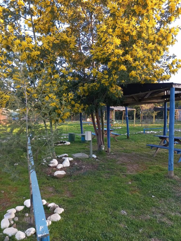 Fotografía 19 de Centro turístico y camping Los Aromos de Achibueno en Linares, Maule